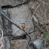 今週も大きく変わらず(大阪城野鳥探鳥 2019/02/17 6:20-10:40)