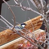 今日はシジュウカラです・・・
