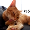 肉球のお手入れする、くるみ。