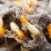 Find Out About The Most Efficient Termite Control Methods