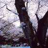 代々木公園と根津美術館　２０１９