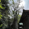 28日目 日本周遊 鳥取。ここにも迫力の木々。そして福知山へ