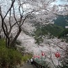 広川温泉の桜が見事