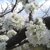 ■令和２年３月２２日（月祝）　桃と李（すもも）の花が咲いてきました。