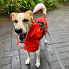 雨の日の散歩をしぶる犬。