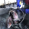無菌で育てた魚は売れない!? 養殖ニジマスのリアルな裏側