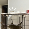 読書中横に見える猫耳さん。