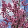 近所でも桜がもう満開