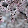 今年の東京は，桜の開花がとても早かったですね