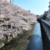 桜の誘惑にはコロナの自粛も勝てぬ...な、東中野の神田川桜