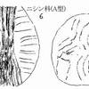 夏休みの化石採集(5)