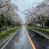 あの日の空気と桜の景色 何気ない道で見つけた、特別な春