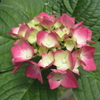 長居植物園　季節の花々を鑑賞　バラ　ダリア　紫陽花　大阪市　