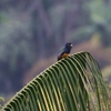 オジロキヌバネドリ(Surucua Trogon)