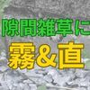 庭の隙間雑草にコスパが良いスプレータイプの除草剤のすすめ。
