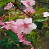河津桜