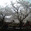 　近隣の桜4/10とお礼