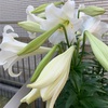 ユリ