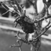 カマキリの卵