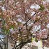 宝塚市山本にあるあいあいパークでは　今日クリスマスイヴだというのに桜が満開でした。