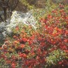 リンゴの花