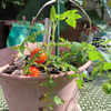 また赤い実をつけた冬越しのトマト