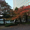 2014年の紅葉