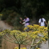 Stevens creek county park