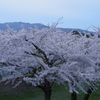 北海道函館近郊の桜