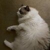 電動のボールがとても気に入ったふくちゃん