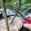 鉢植えのピーマン、ナス、ミニトマトを剪定する！野菜栽培2025 season1