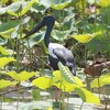 セイタカコウ(Black-necked Stork)