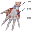 手の解剖、運動を学ぼう！！