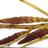 能登半島周辺の褐藻 フシイトモク Sargassum microceratium の生殖器床 ～2021.03.11～