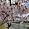 佐原両総用水の桜