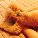 とある獣医学生が画力を手に入れるまで