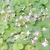 病院へ行こうかと思ったけど、金を惜しんでやめました