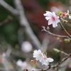 ゴルフ場の跡地十月桜と紅葉（おまけ編）