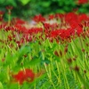 明日咲く