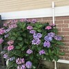 紫陽花