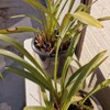 続いてほしい暖冬