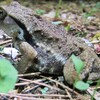 カエルパトロール〜カエル前線が一気に南下〜