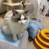 今夜は猛烈追いかけっこして遊んだふくちゃん