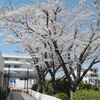 新スタートに幸多かれ！とお祈りします♪　〜 心はいつも一年生 〜