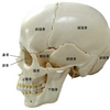 頭蓋骨の歪みと症状の関係