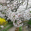 加治川治水記念公園の桜と夜桜2022(4/11-13)
