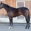 【機械学習で競馬予想⑥】単勝オッズを分析してみて期待値が高いのはどの倍率なのかを見てみる