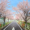 つくばりんりんロードの桜（土浦市） ～つくば市とその周辺の風景写真案内（１０２３） 