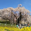 三春滝桜・さくらの公園・不動桜・地蔵桜