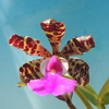 Cattleya aclandiae 'Glitter' SBM/JOGA